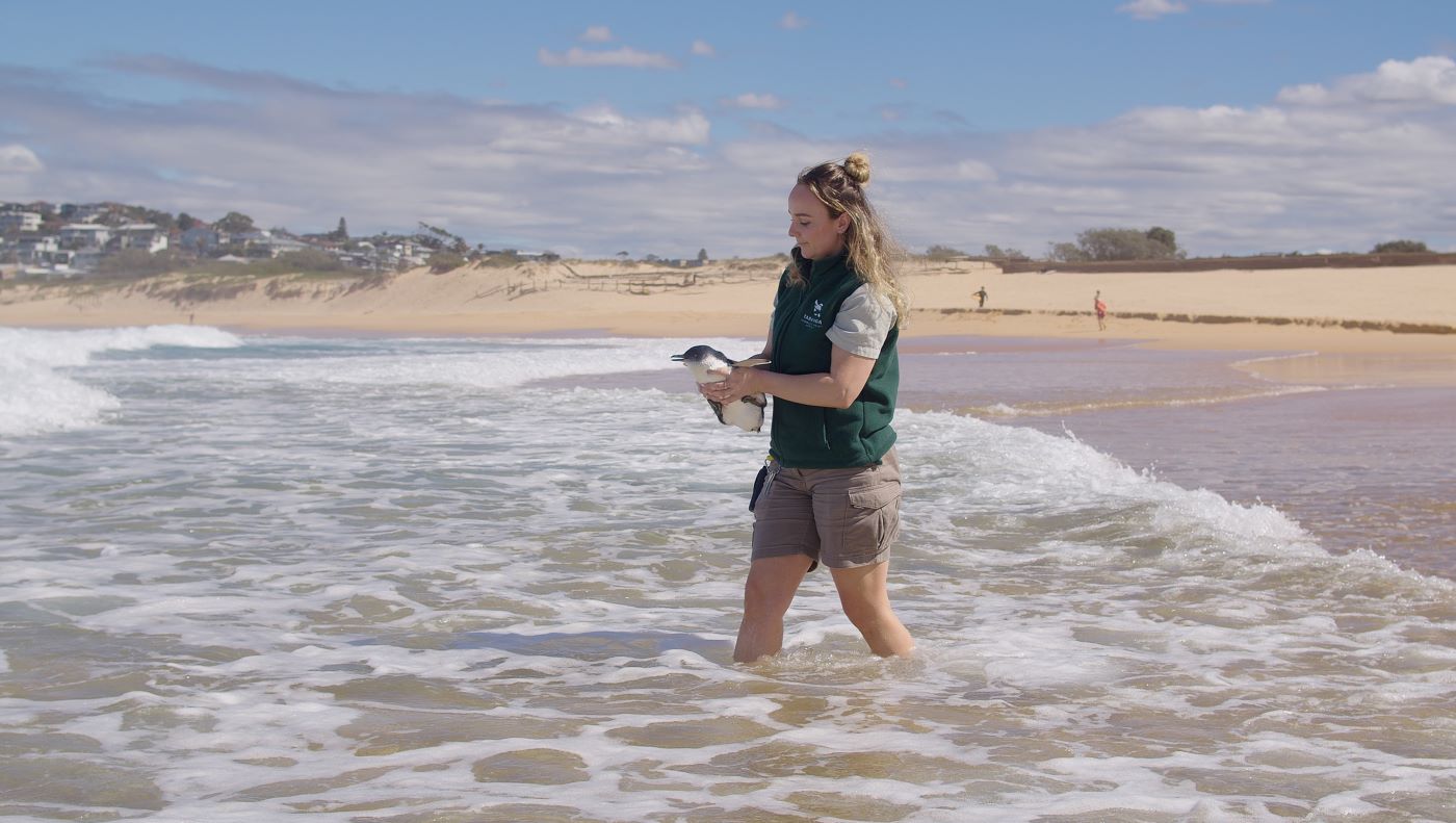 Taronga Wildlife Hospital Vet Nurse Lauren releases the Little Penguin